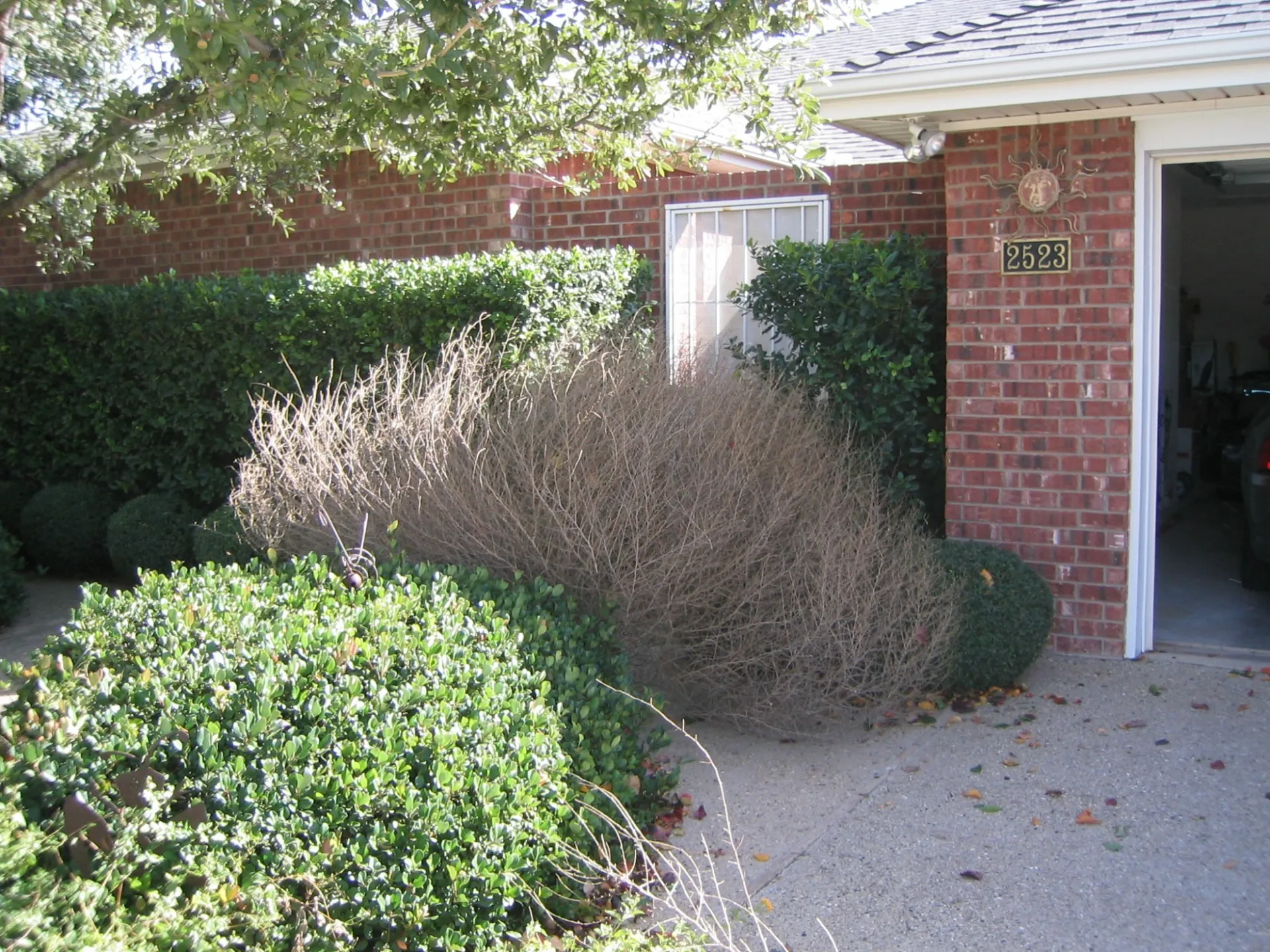 bushes near a house